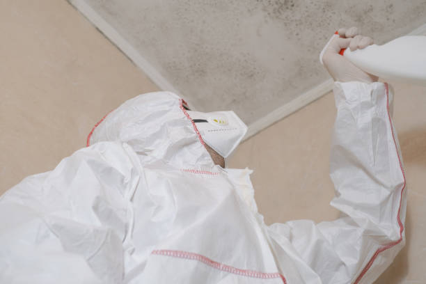 Best Black Mold Remediation in Trenton, OH