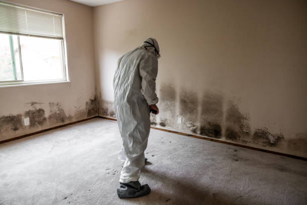 Professional Mold Remediation in Trenton, OH