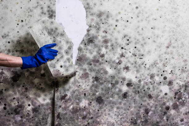 Best Post-Flood Mold Remediation in Trenton, OH