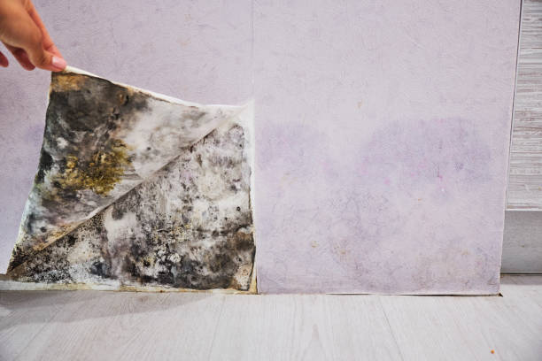 Best Industrial Mold Remediation in Trenton, OH